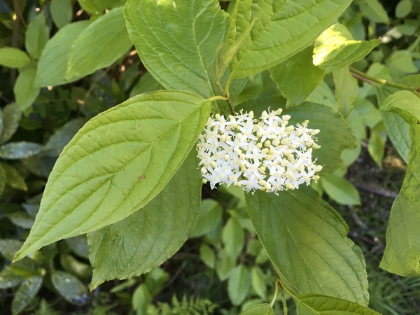 Does anyone know what this plant is?