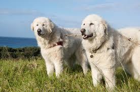 To be slightly concerned for DH's health as our dog keeps sniffing him?