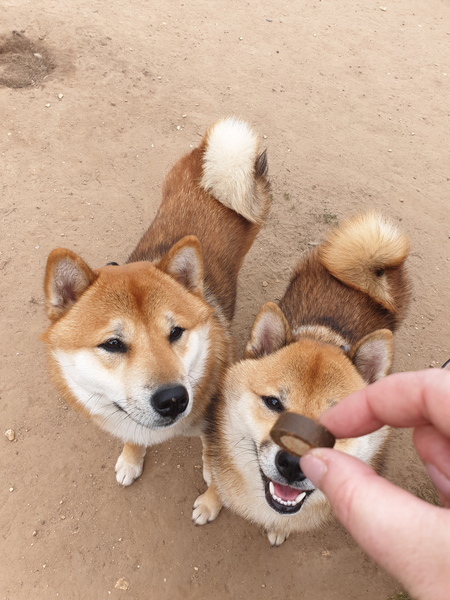 Show me your dogs