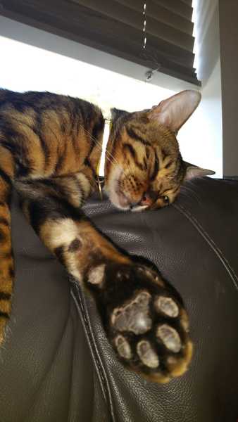 Next door's -thug- cat