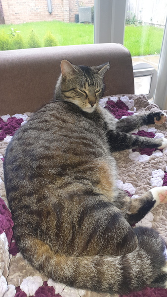 My cat is cheating on his partner.