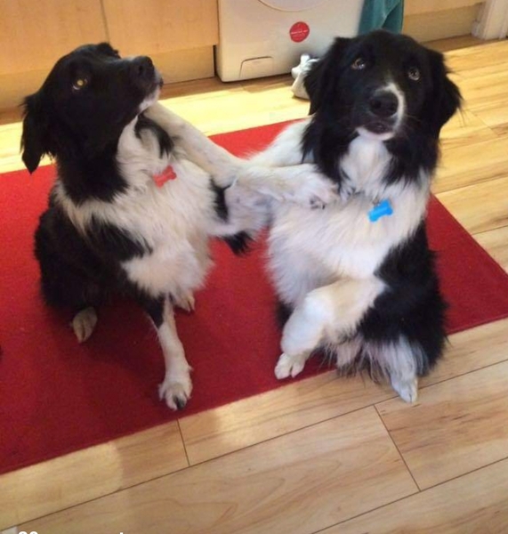 Your favourite dog breed?