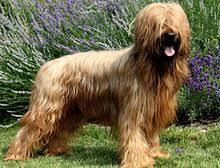 Your favourite dog breed?