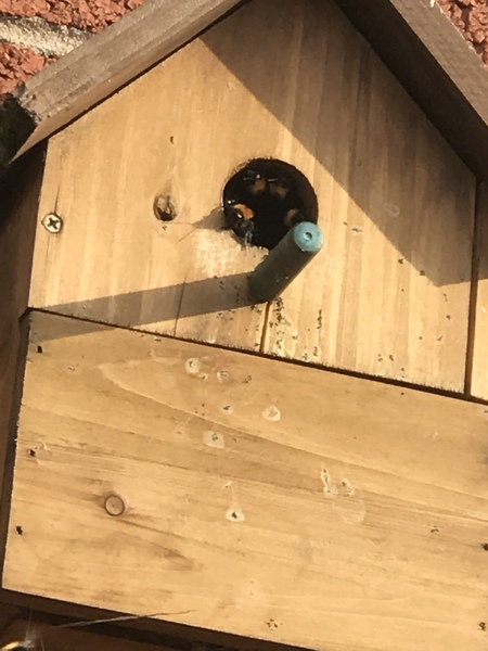 Bees in my birdhouse