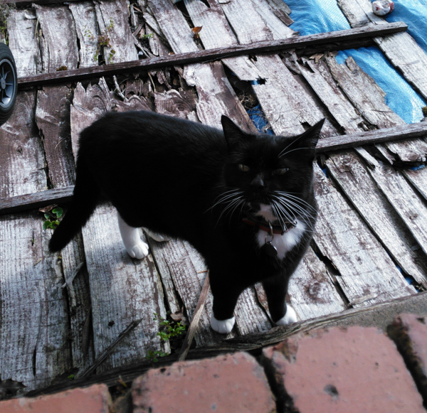 Westminstenders: A fully functioning government?