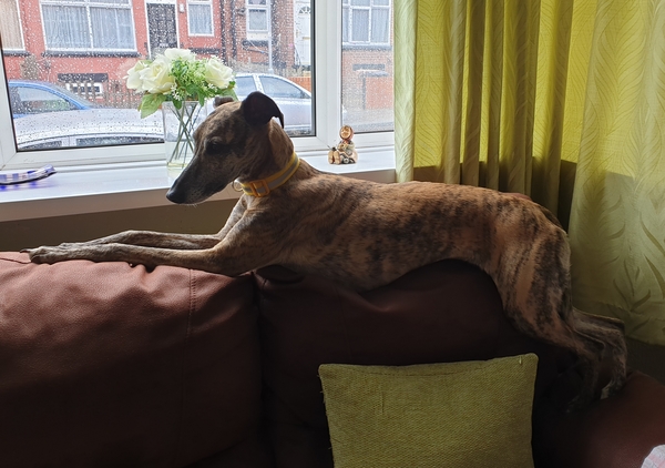Show me your dogs