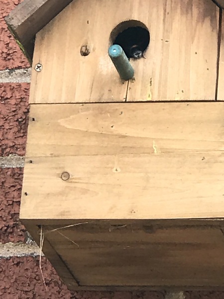 Bees in my birdhouse