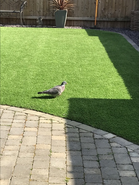 Fake grass- yay or nay?