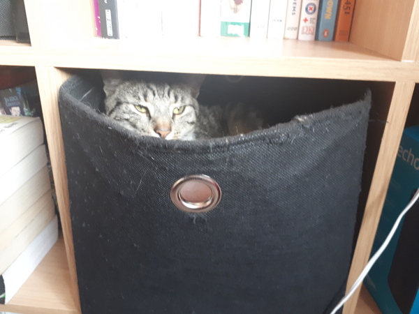 Poorly cat...get seen asap or wait until end of day?