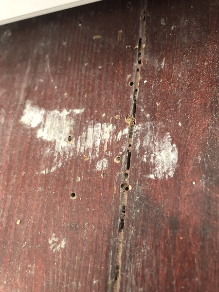 How to apply woodworm treatment?