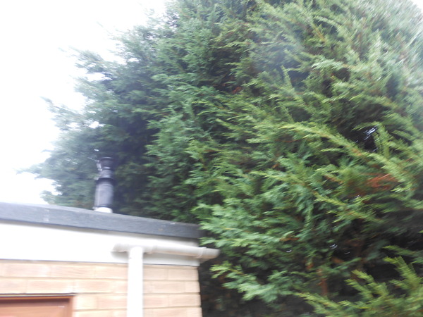 Neighbours have chopped our tree down