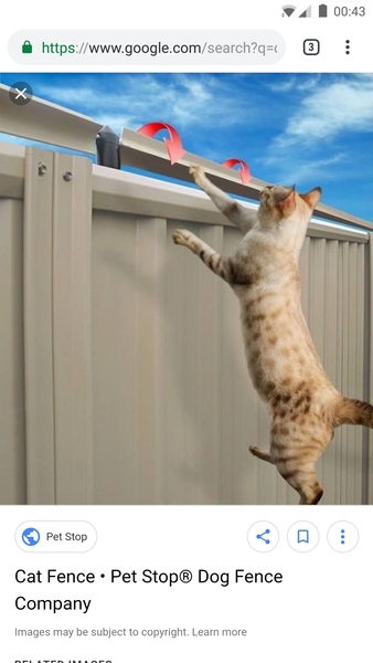 Neighbours cats nuisances.