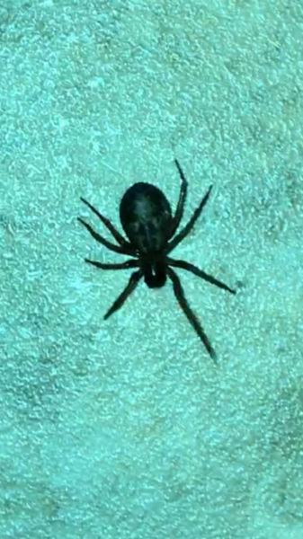 Is this a false widow? (Warning: spider inside)