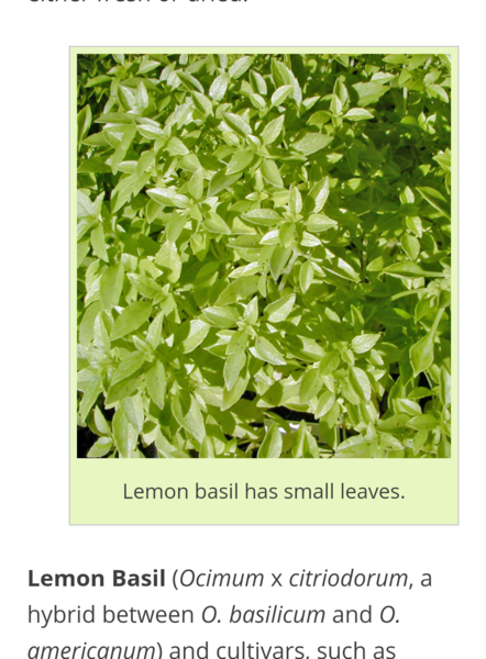 What is this lemony smelling plant