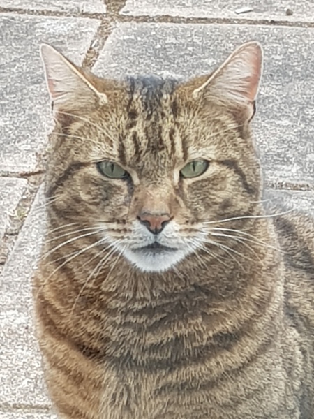 Next door's -thug- cat