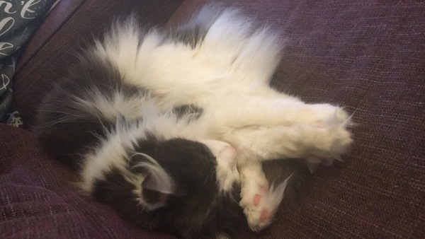 Look at these floofy feet!