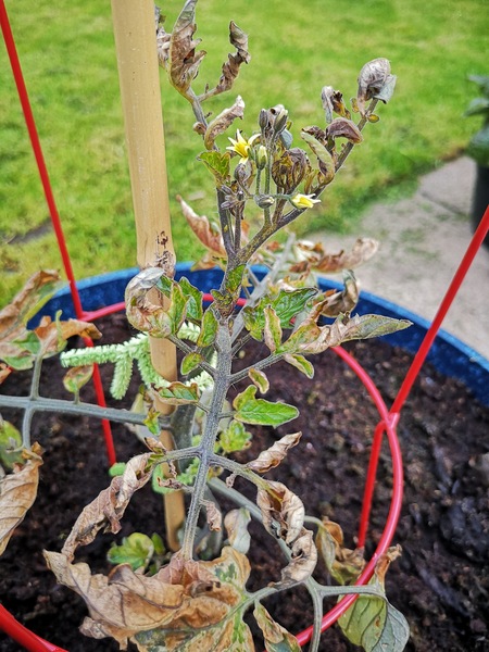 What's wrong with my tomato plant?