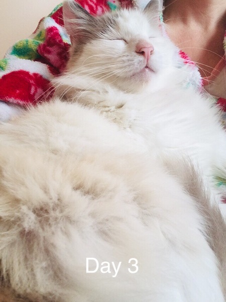 Taken in a kitty in a sorry state - advice welcomed