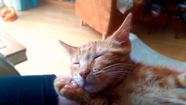 Toe beans