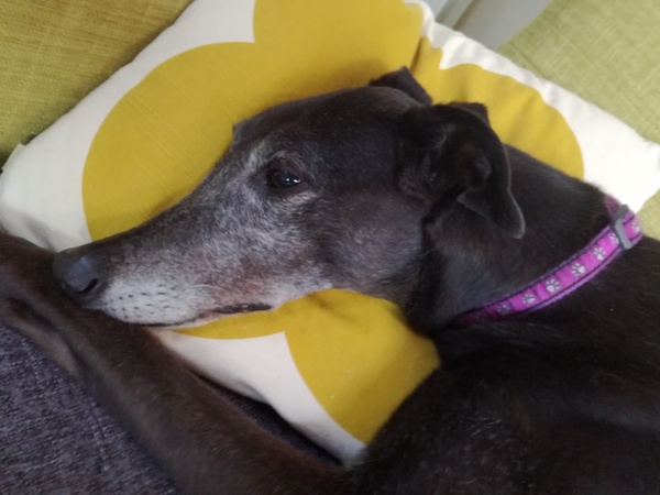 To expect to be able to re-home a rescue dog when I have two children?