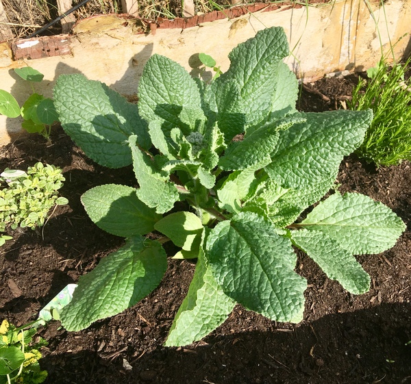Please can someone name this plant?
