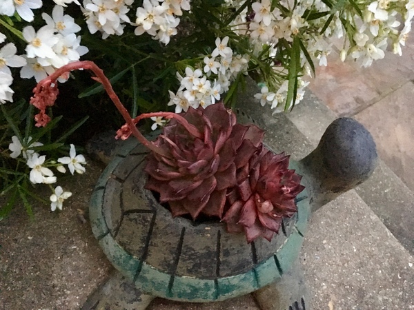 So what is this lovely red succulent (??) in my turtle?