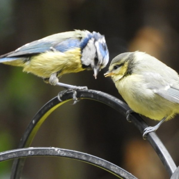 If you live in the UK or northern Europe, do you ever see any exotic birds in your garden or general area ?