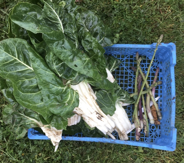 Allotment?Veg Patch Thread 13! Are we weathering the weather?