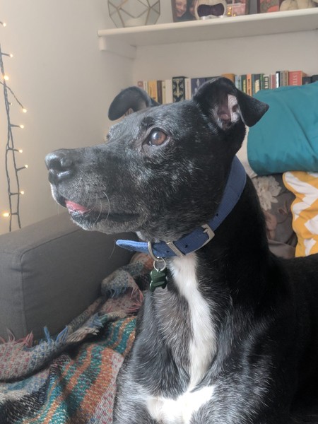 To expect to be able to re-home a rescue dog when I have two children?