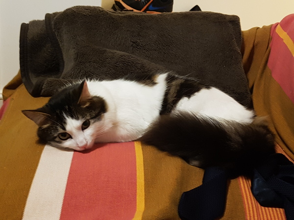 What's your DCat up to today? (Thread 7!)