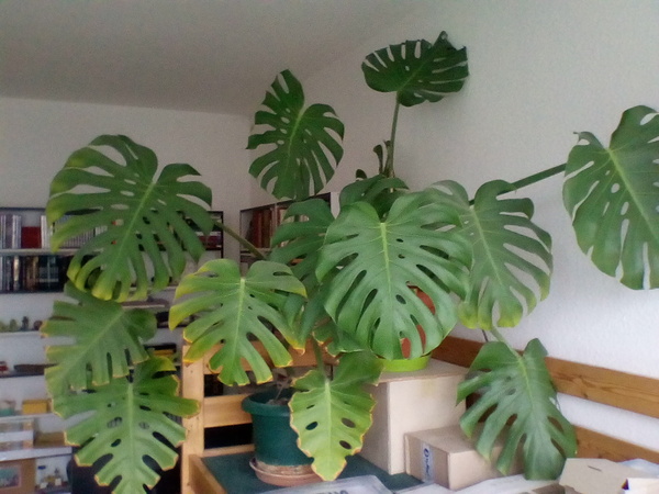 Hello! I’m Clive the cheeseplant.
