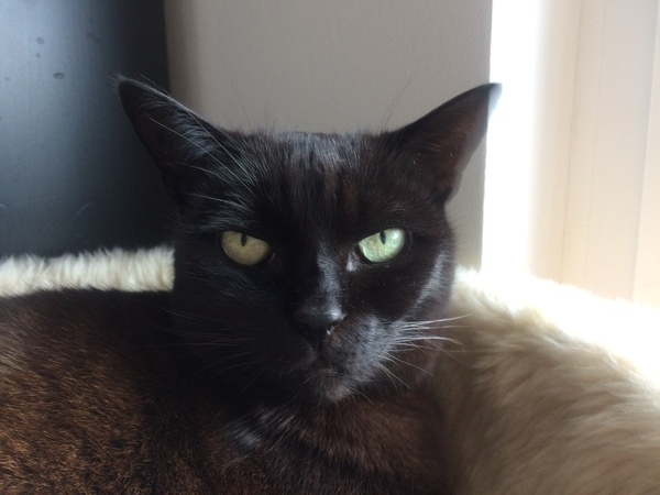 Next door's -thug- cat