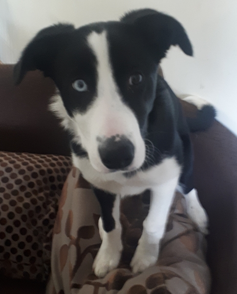 Show me your dogs