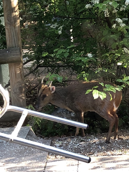 Austere April continues with the Friendly Frugaleers! Join us as we discuss our direct debits, prattle about penny pinching and possibly babble about Brexit...