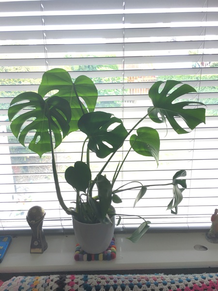 Hello! I’m Clive the cheeseplant.