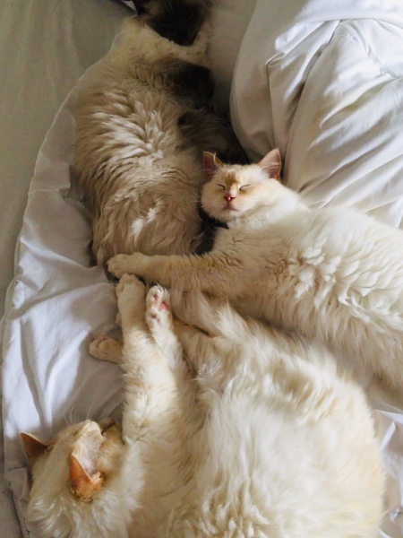 How cute is this!