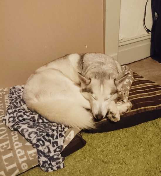 Long sorry,  i think my dog needs another dog..