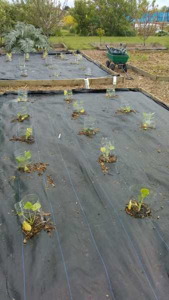 Allotment/Veg Patch Thread 14 ! growing into summer