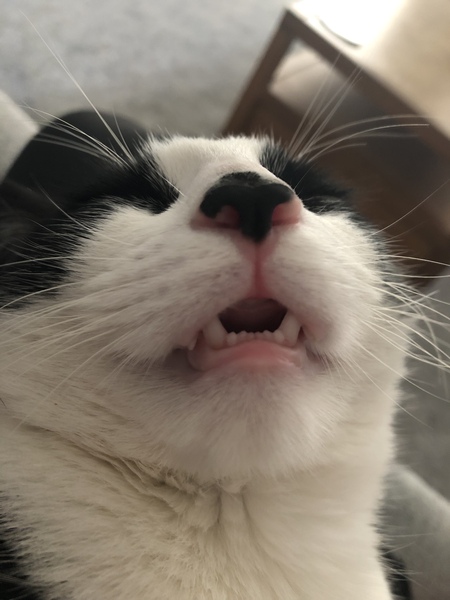 Anyone else’s cat sleep with their mouth open? *pic