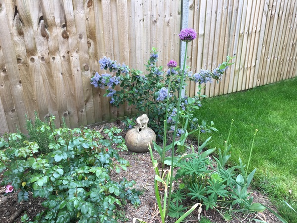 Bird nest in my garden ornament - any advice?
