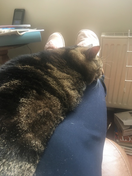 Your cat's favourite baked potato filling - testers here