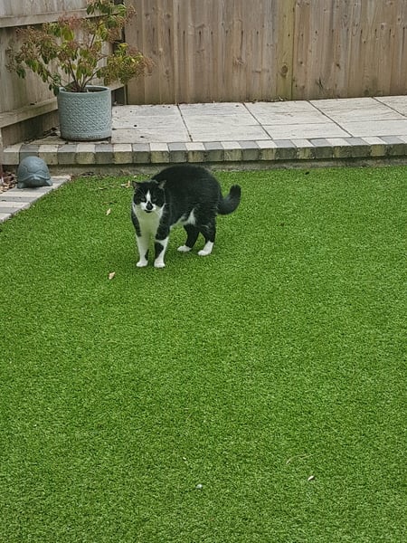 To get artificial grass?