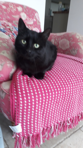 new cat tips