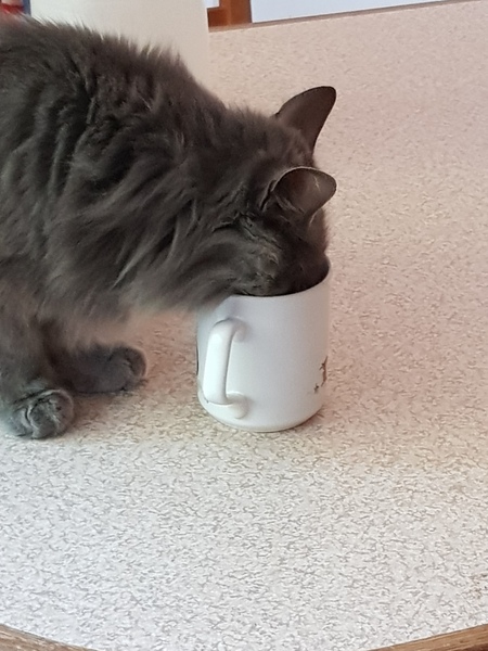 What's your DCat up to today? (Thread 7!)