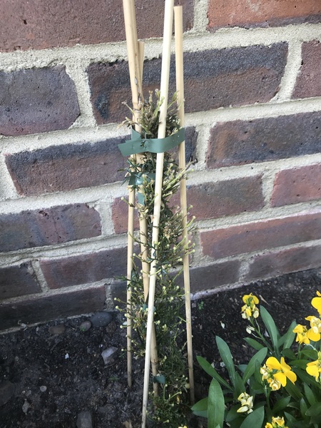 A climber for a very sunny, south facing wall (help please)
