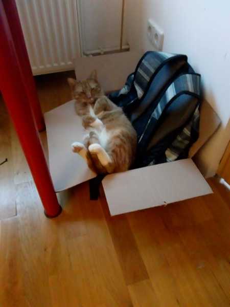 What's your DCat up to today? (Thread 7!)