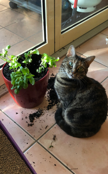 My cat thinks I am UR (Lighthearted)