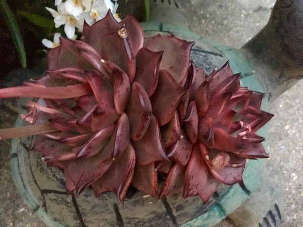 So what is this lovely red succulent (??) in my turtle?