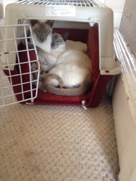 Westminstenders: A fully functioning government?