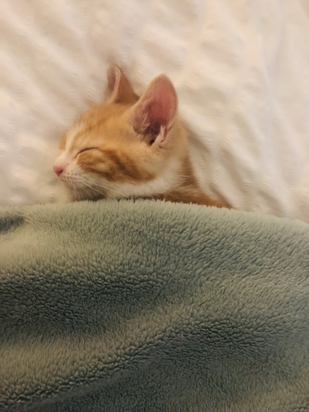 Giving kitten to someone in a flat? Is it cruel?